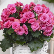 Begonia Double pink